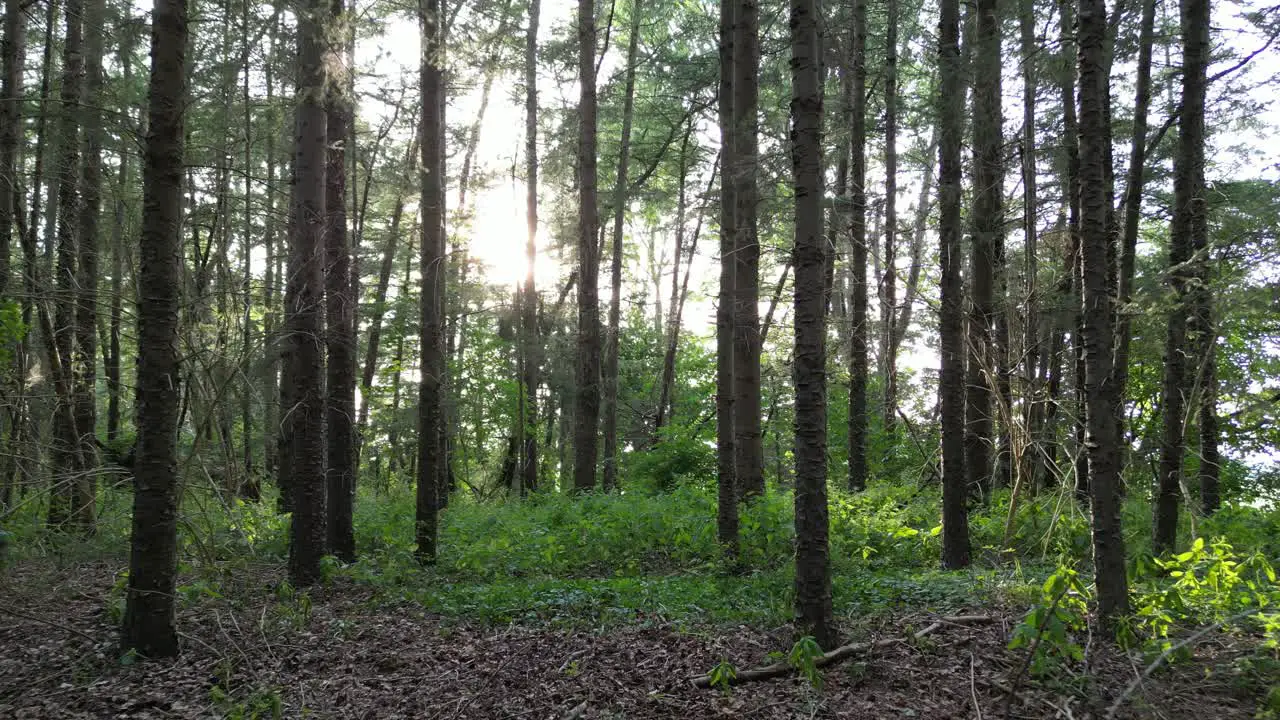 Walking in the forest when sun is low and shadows with light play each other