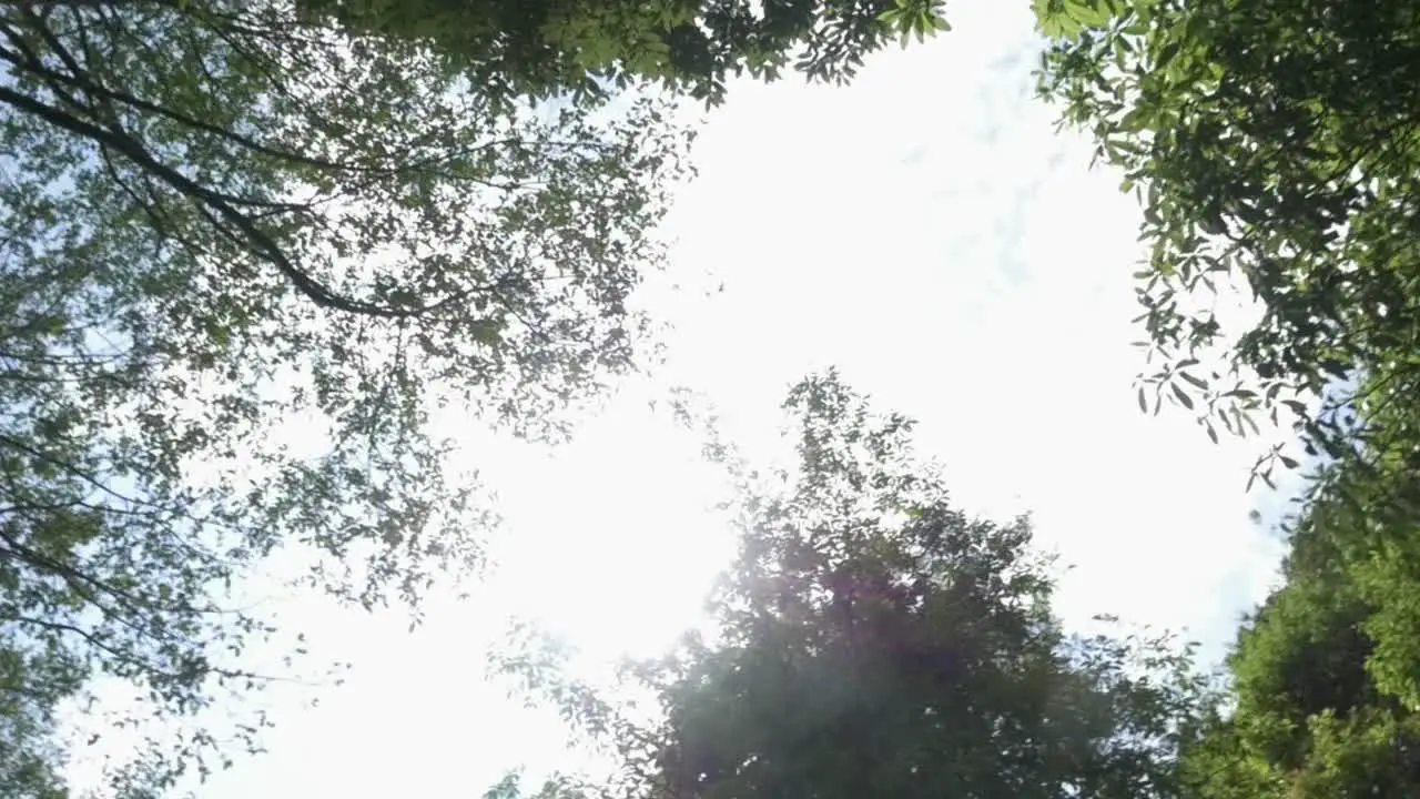 Pan of Jungle Tree Tops with Sun Flare in The Annapurna Himalaya Mountain Ranges in Nepal