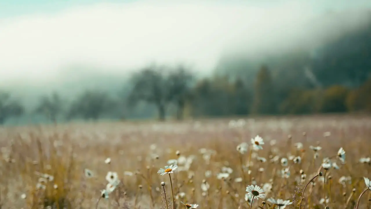 cliff with a field of flowers in the foreground wide shot side track