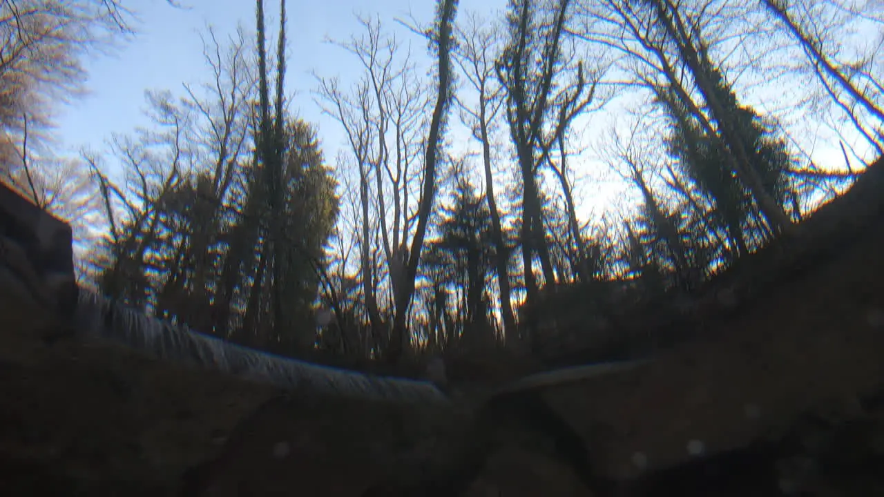 underwater footage trees in a Swiss forest wave because of the water