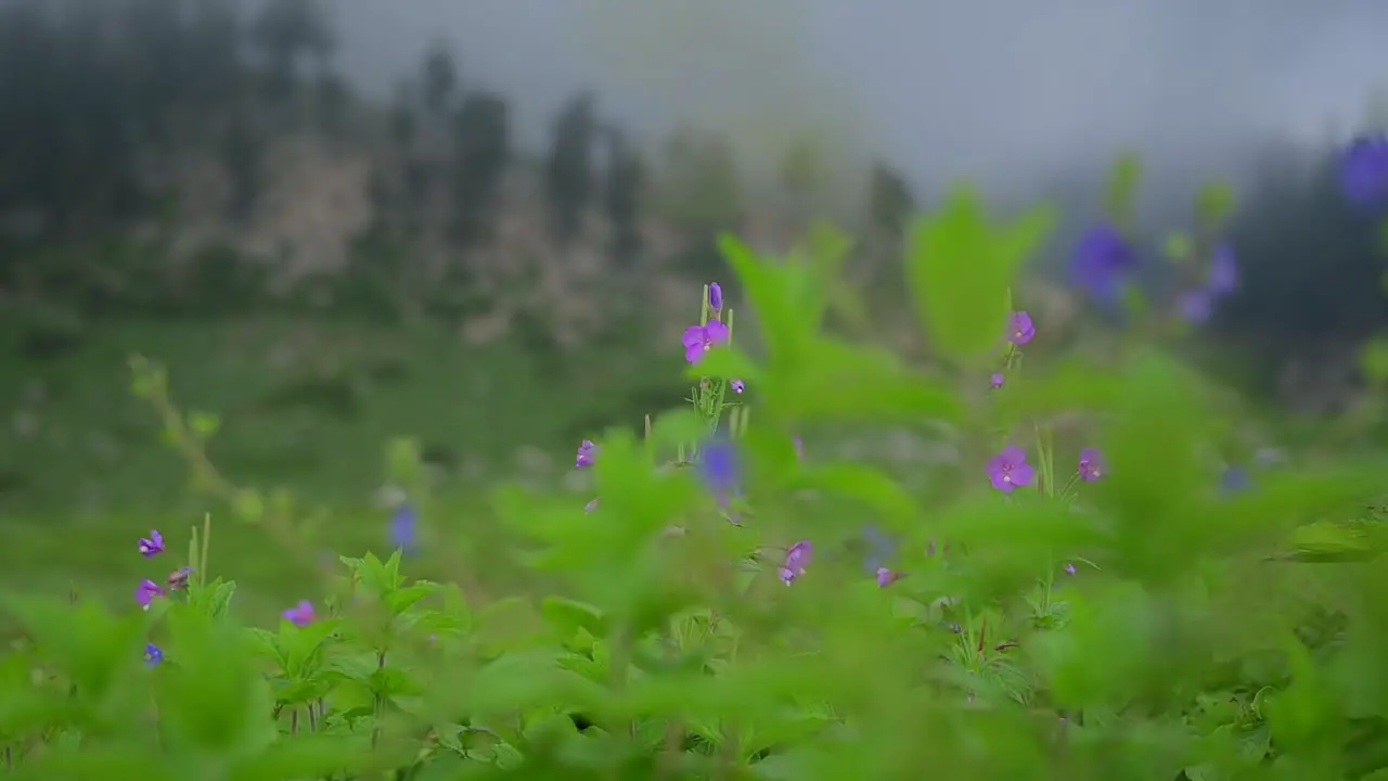 Beautiful view wildflowers swaying by gentle breeze in a mountain meadow