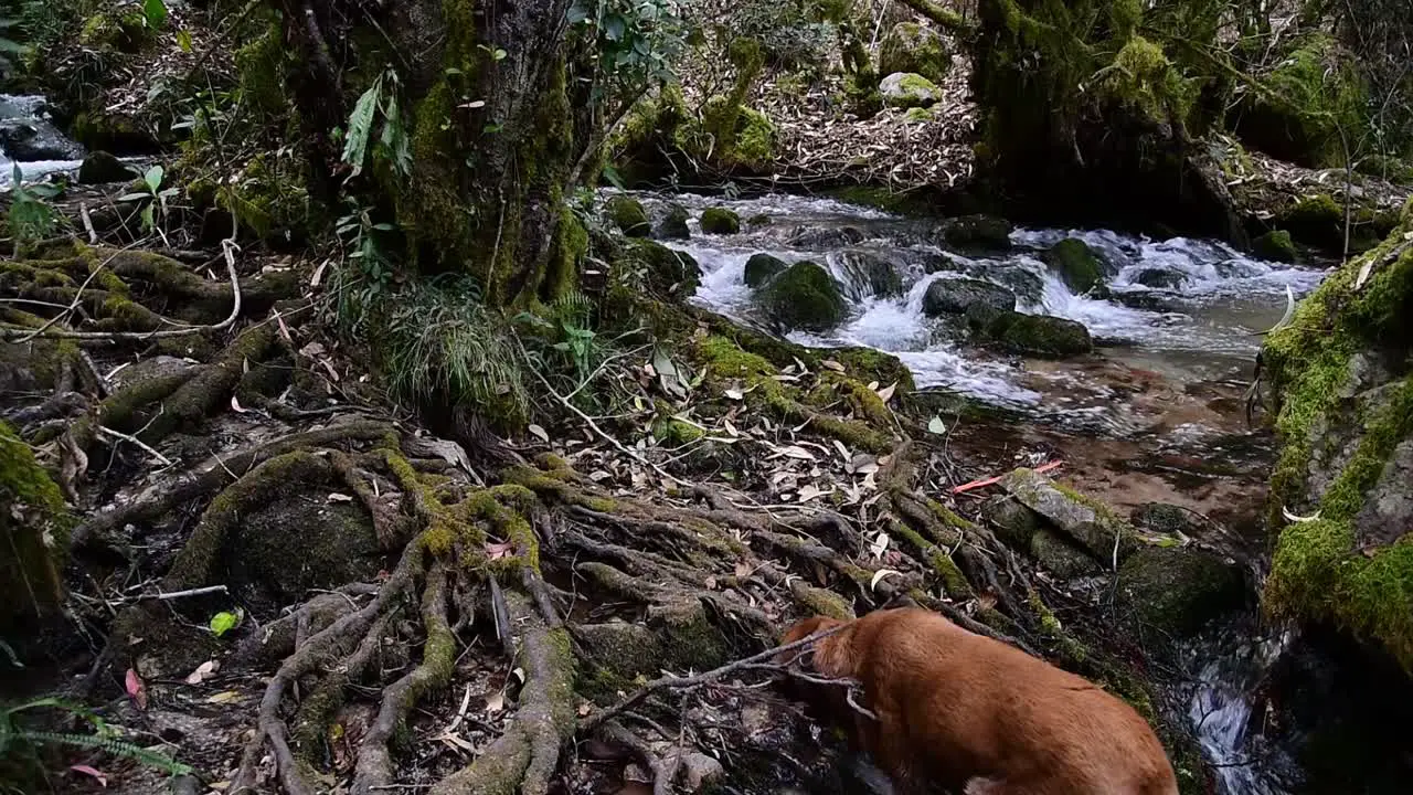 Static shot of clean water flowing by forest creek and dog sniffing by