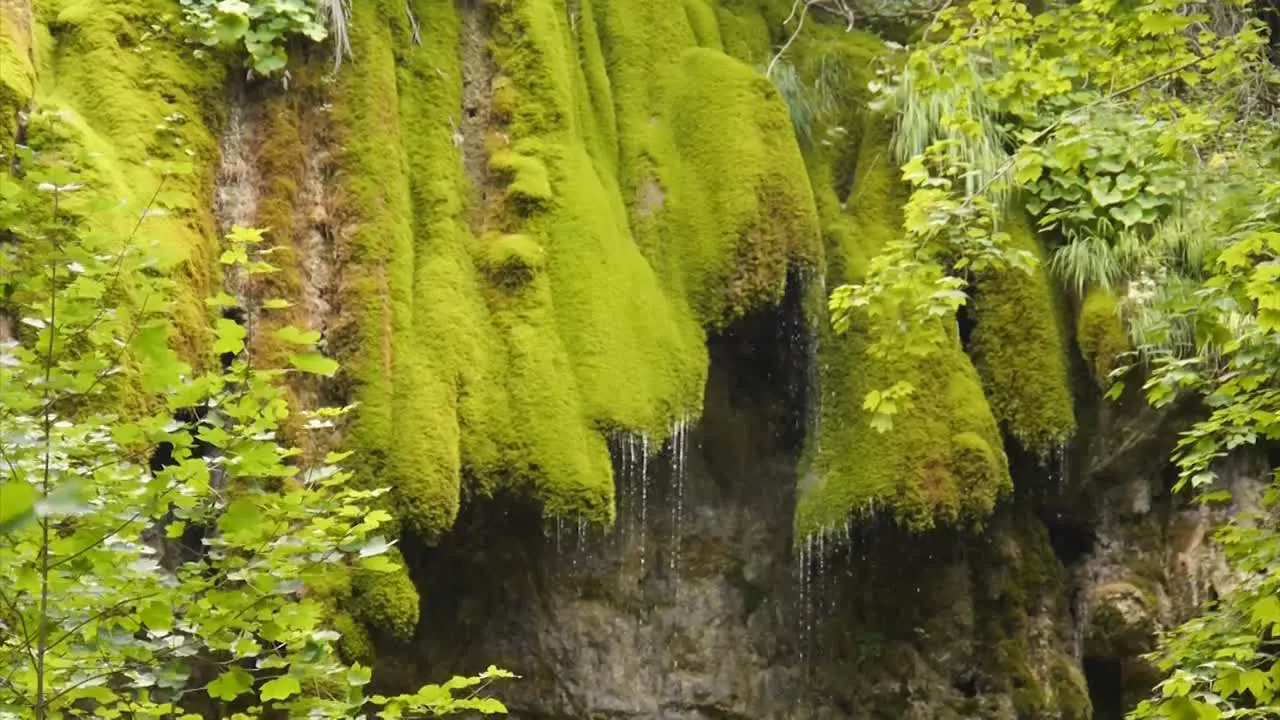 Waterfall of Moss