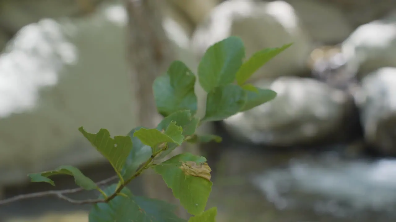 Panning shot of leaf to small waterfall running into creek located in Santa Paula Punch Bowls Southern California