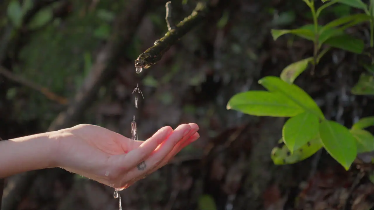 Forest spring water dripping in hand