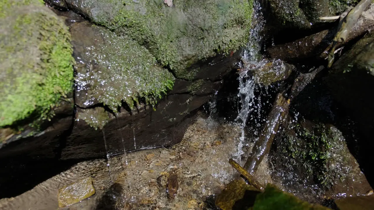 River flowing over moss stones in deep woods among stones greenery and trees in the sunshine