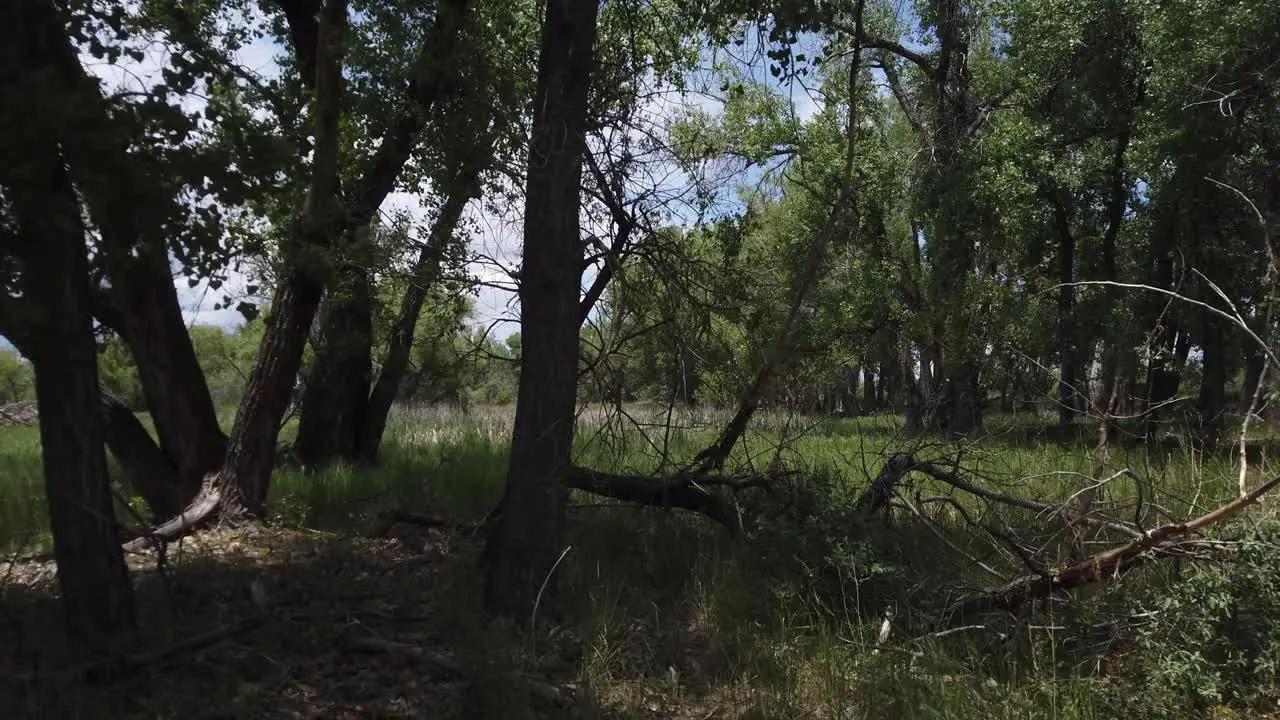 Truck shot across a fallen tree in a green forest