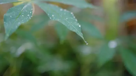 Close Up Shot of Wet Leaves in Bali