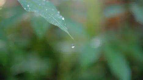 Close Up Shot of Water Falling off Leaves in Bali