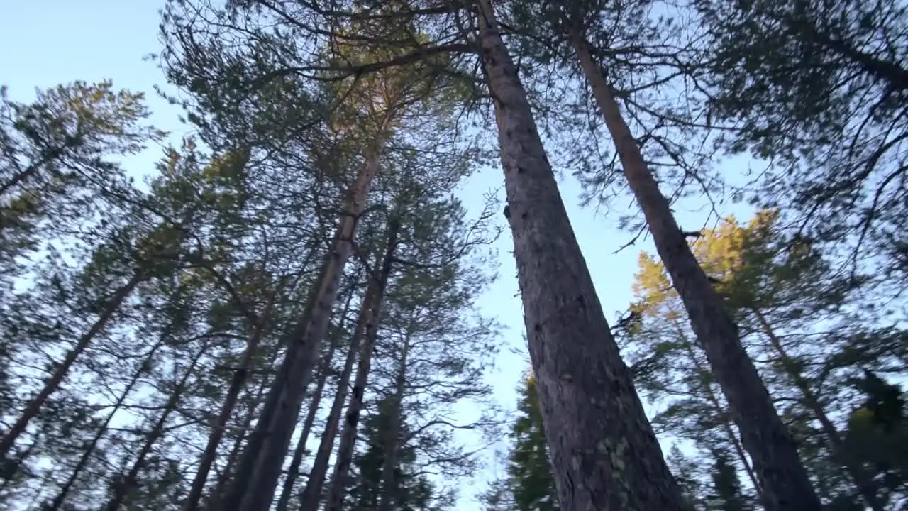 Looking up to huge trees over a blue sky