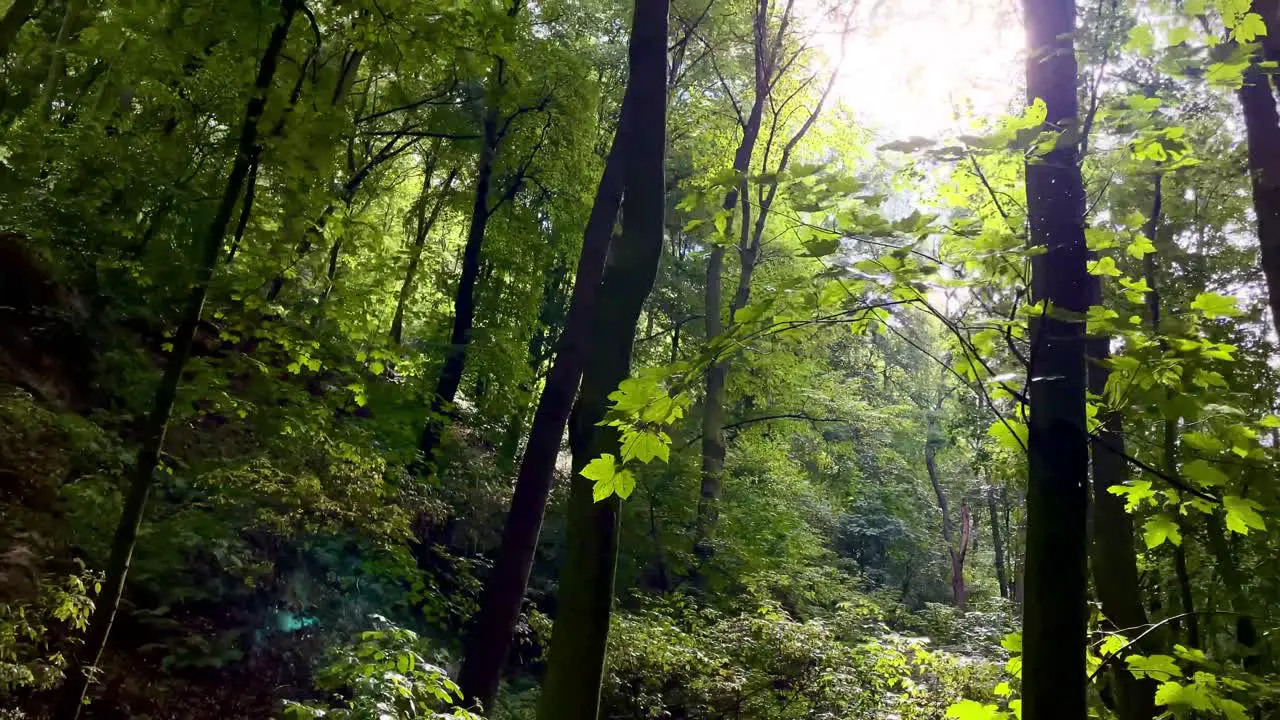 A low-angle cinematic of a dense forest with green trees on a sunny day