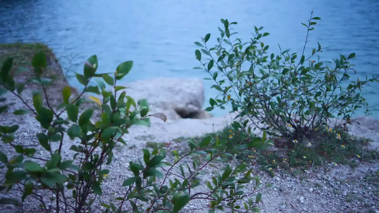 plants on lakeside with water hitting shore