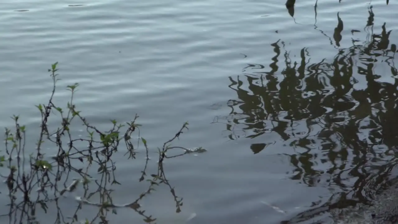 Outdoor nature river shoreline reflections waves coming in