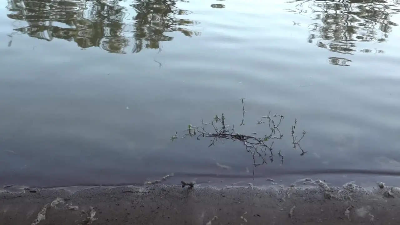 Outdoor nature river shoreline reflections tree camping