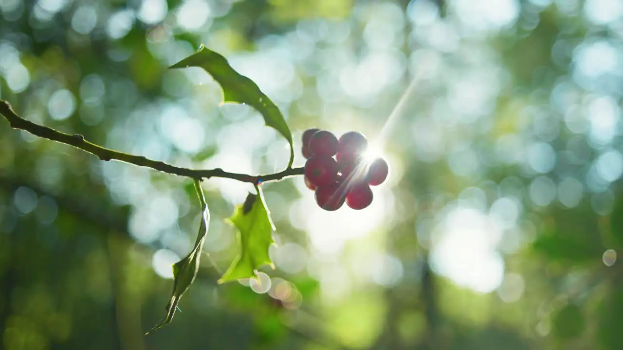 4K slow motion cinematic shot of forest berries against the sun