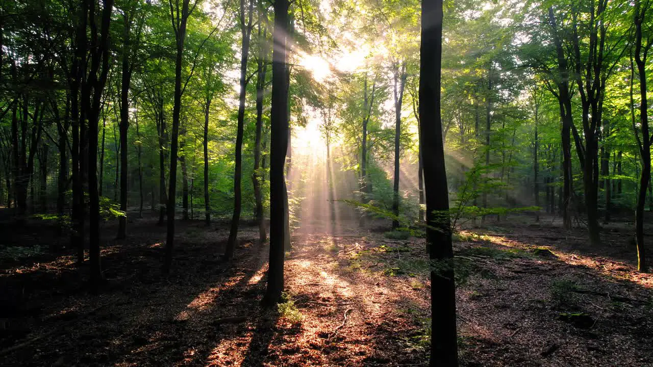 Beautfiul light rays shining through the trees in a forest