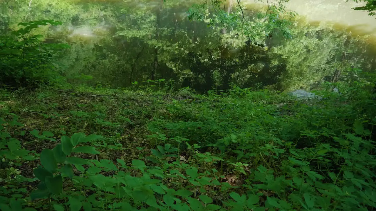 Calm water ripples by bank of the Wissahickon Creek