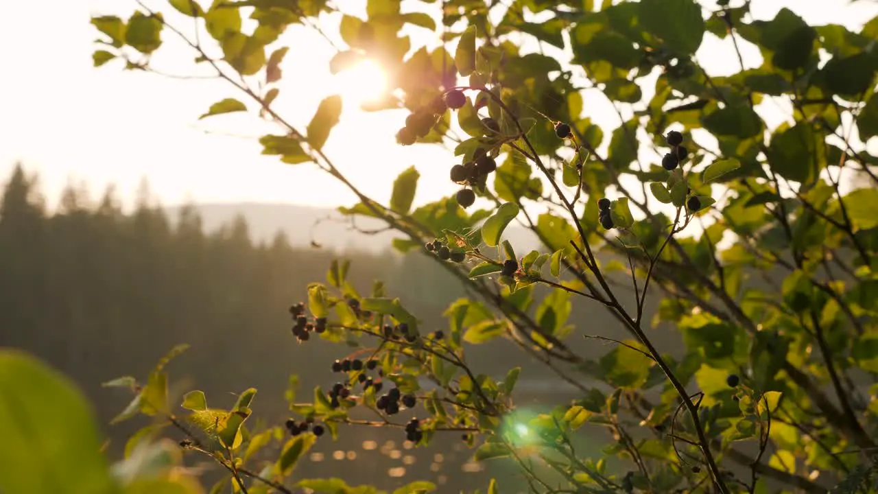 Medium shot of a berry bush with a beautiful sunset in the background