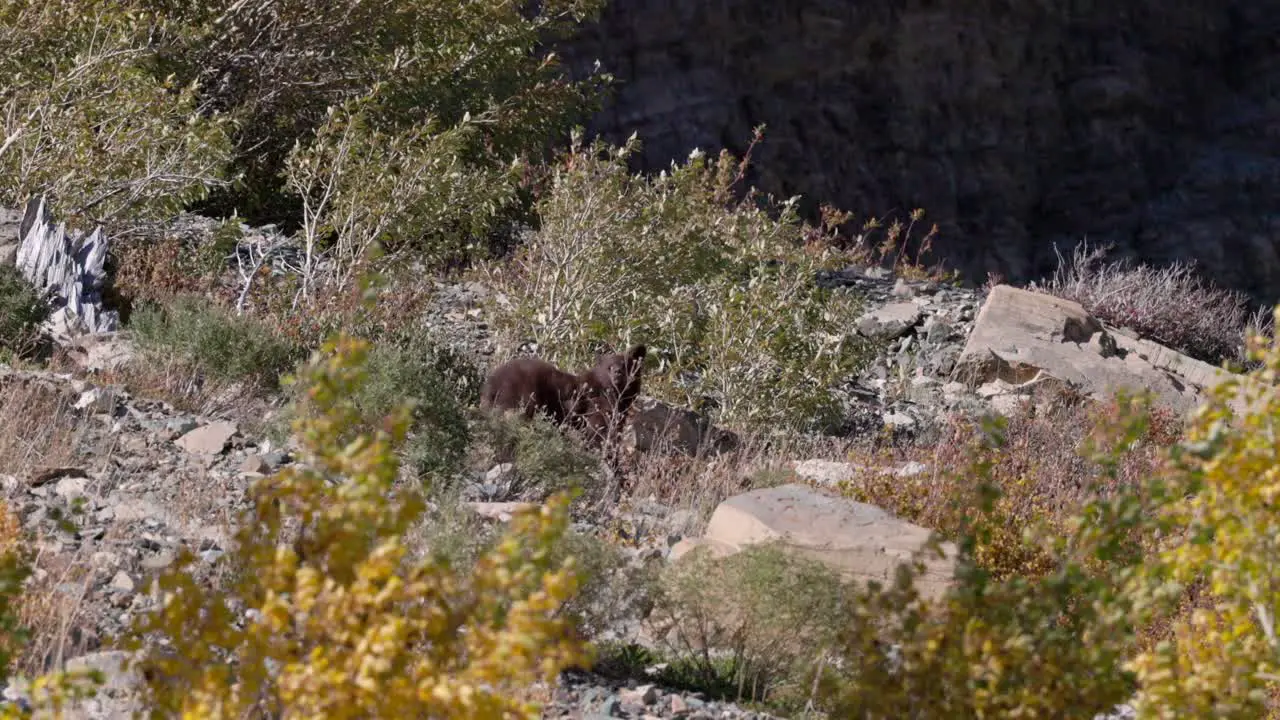 Black Bear in Glacier National Park Montana at the end of the season with some foliage changing color in 60fps