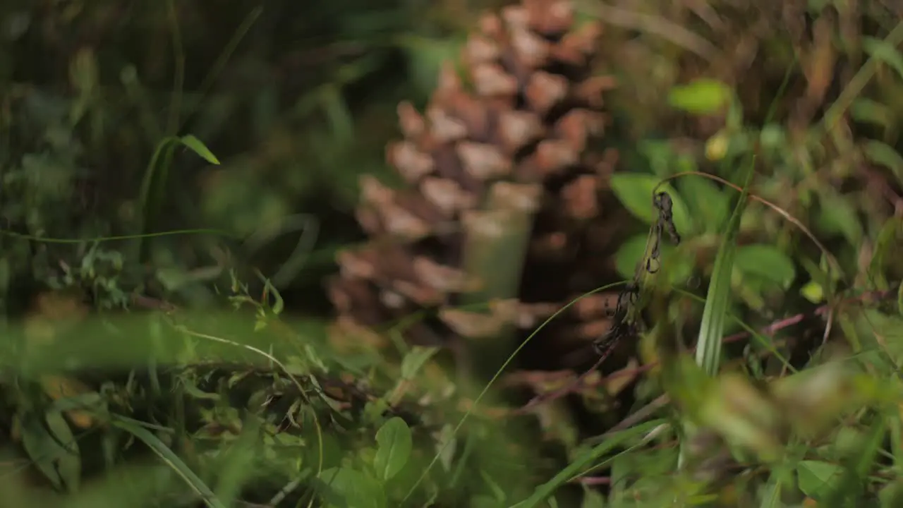 Pine cone in a forest 4K 50 fps slow motion