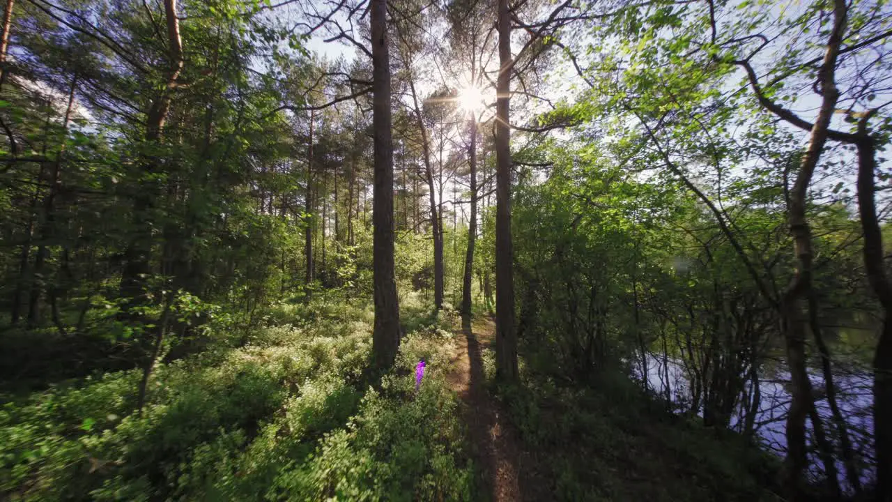 A walk in a forest on a lovely summer day