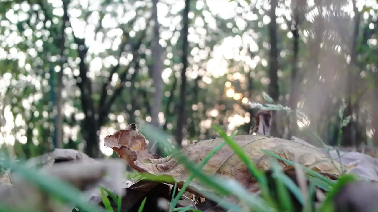 dry leaves with background blur and sunlight