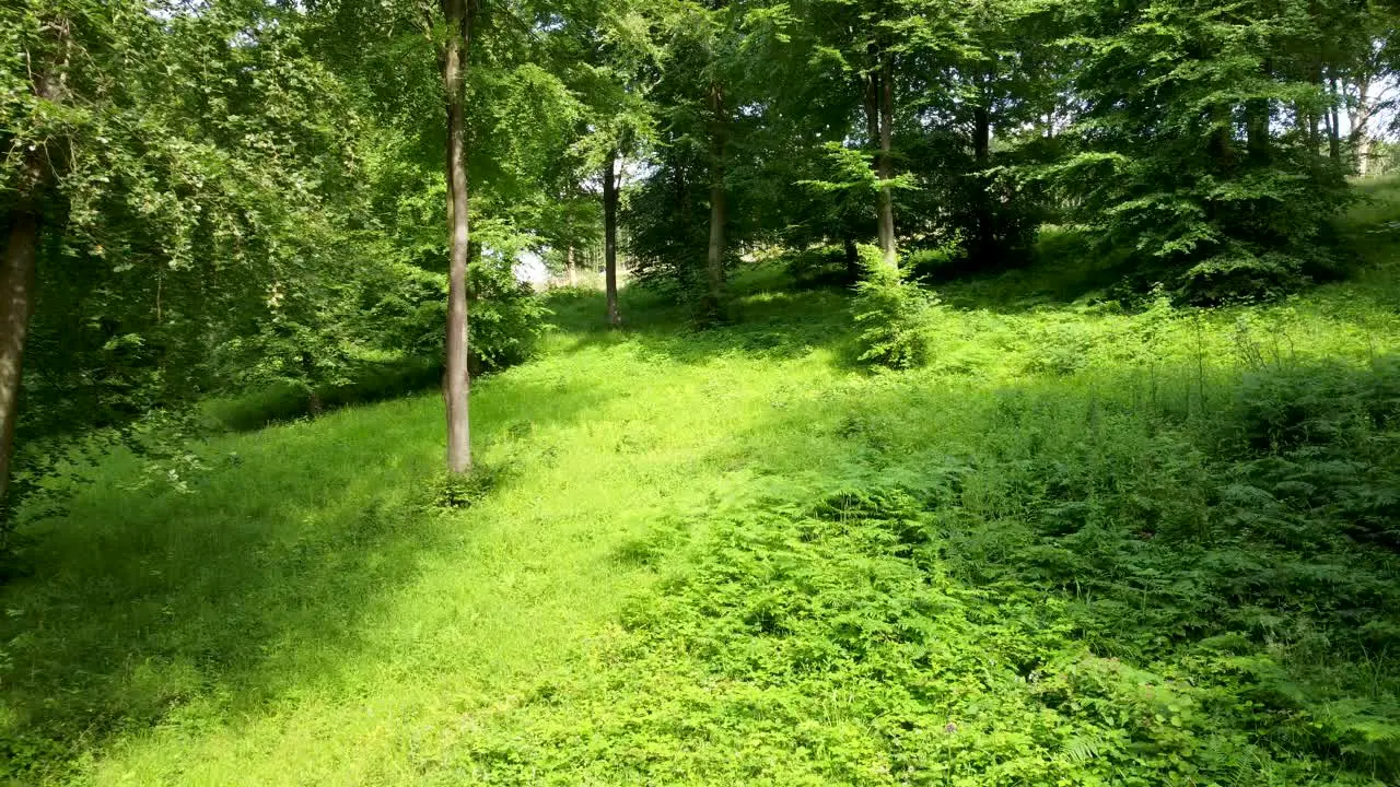 4K footage of very lush green trees in a wooded location