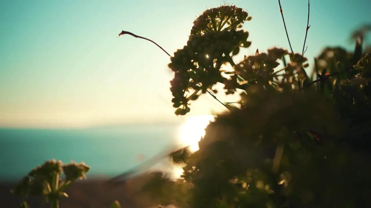 Ocean shoreline cliff rock with vegetation closeup at sunset with blue sky at 4K