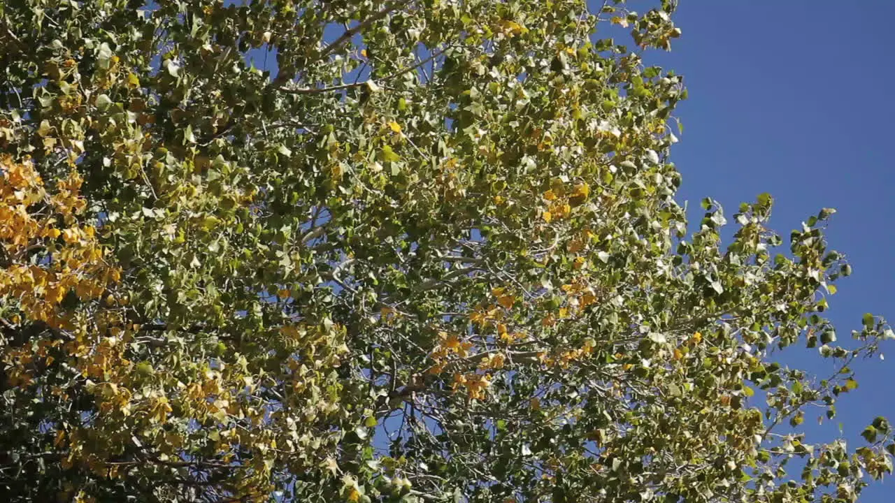 Tree Blows in the Wind at Zion National Park