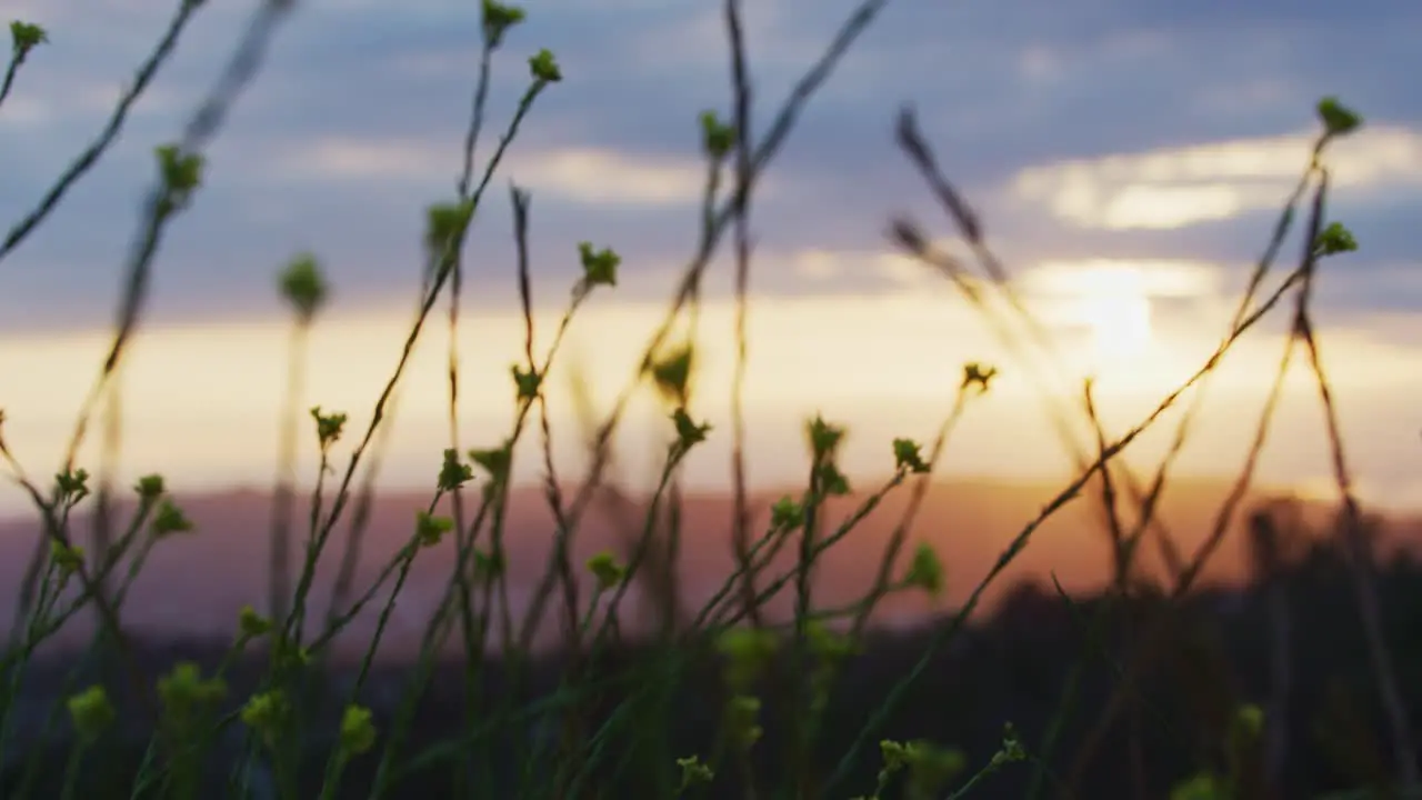 Close up of yellow flowers during sunset with mountains in the background