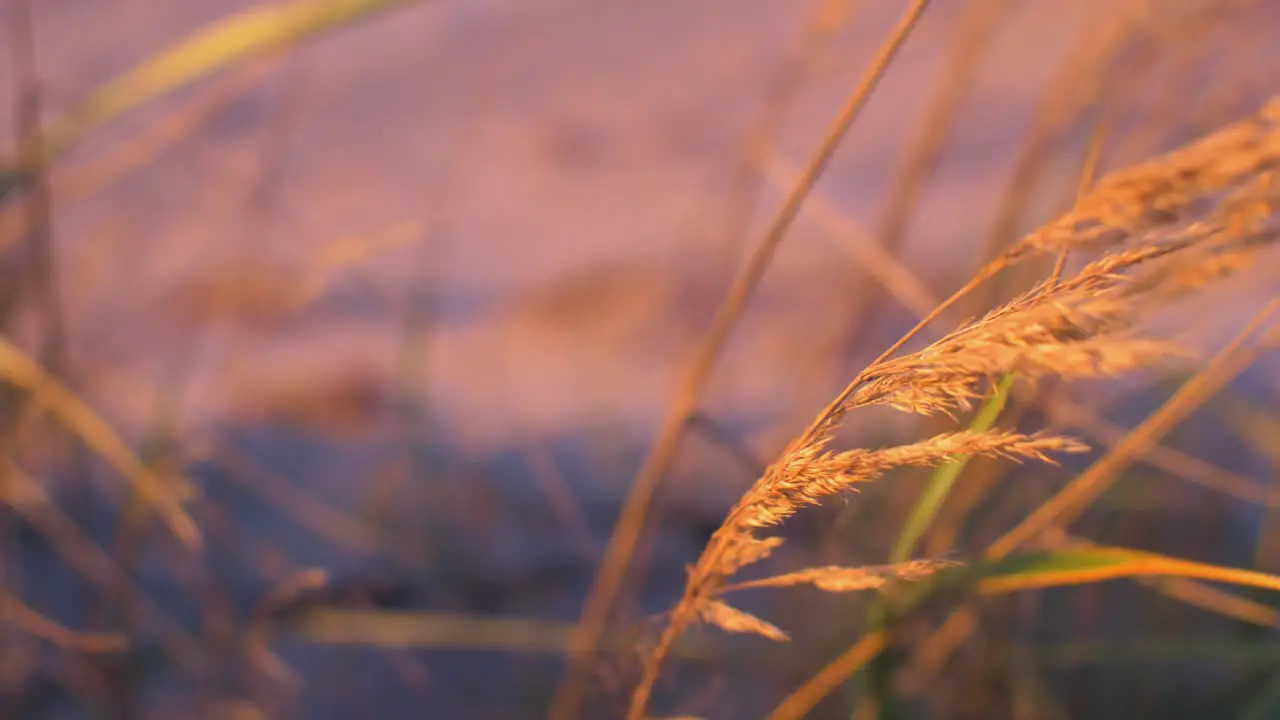 Idyllic view of empty Baltic sea coastline yellow grass in foreground white sand seashore dunes and beach coastal erosion climate changes golden hour light closeup shot