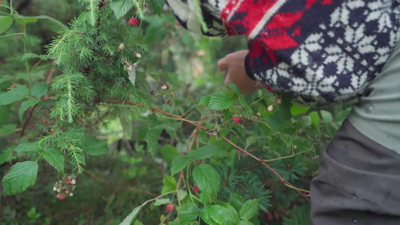 Man Picking Red Raspberry Fruits In The Garden