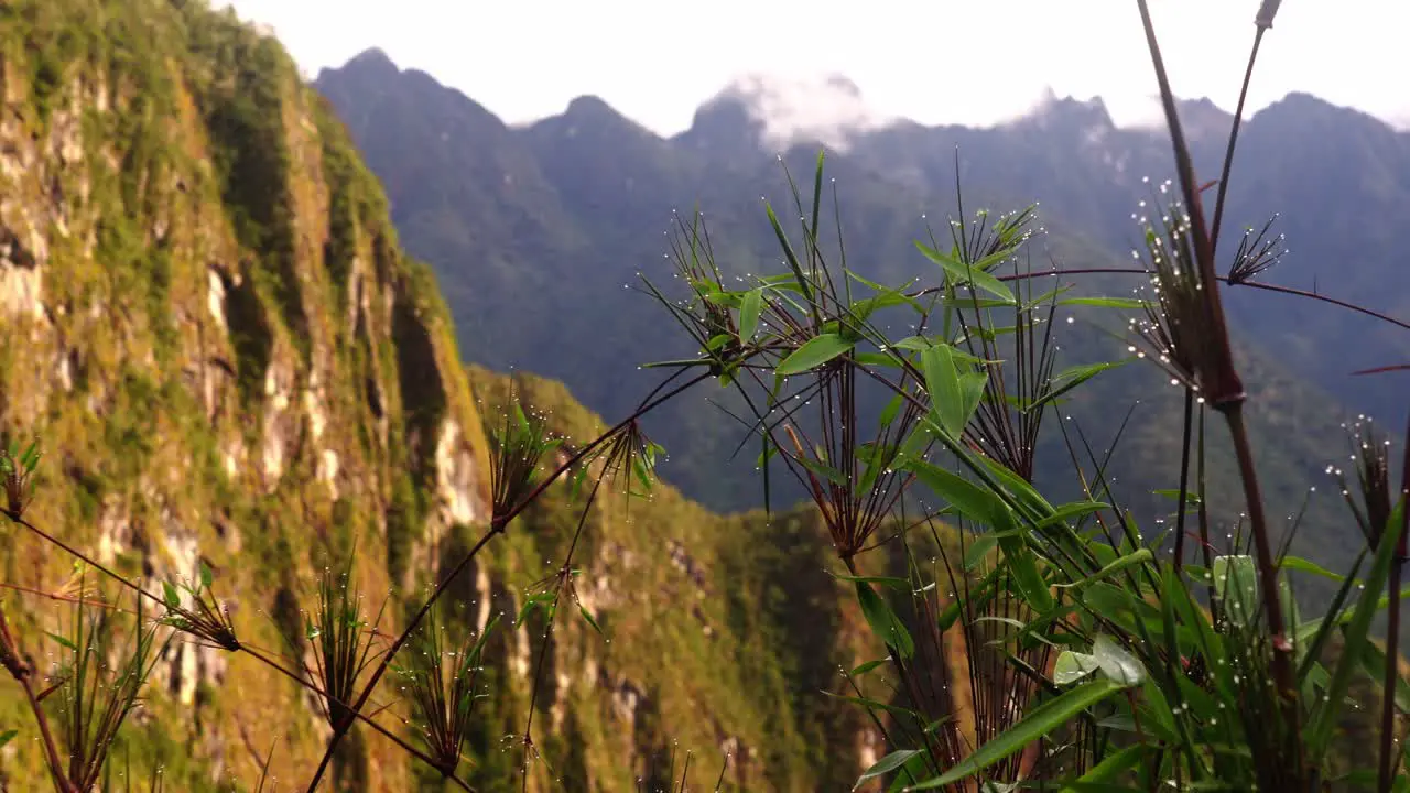 Beautiful view of dew drops on a plant with mountains in background