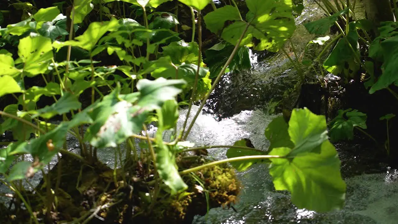 Small forest river stream flowing over terrain rocks