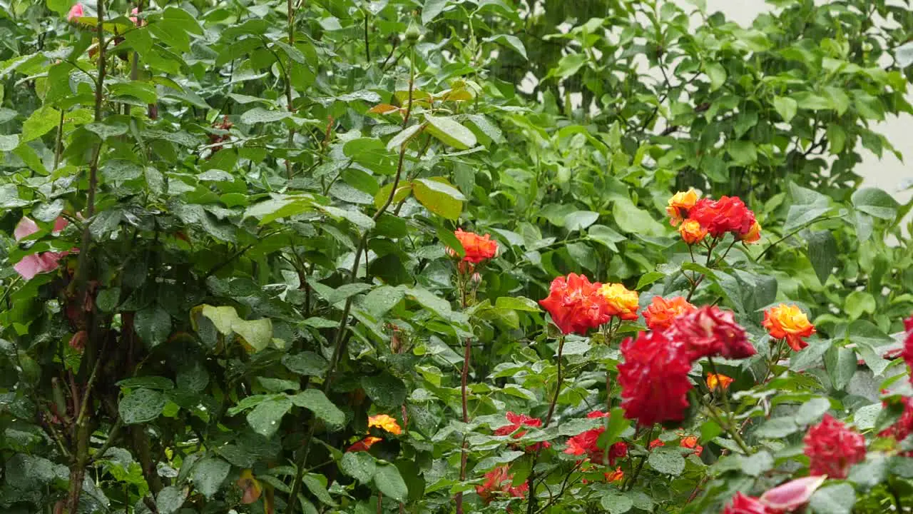 Heavy Rain With Colorful Garden On Background