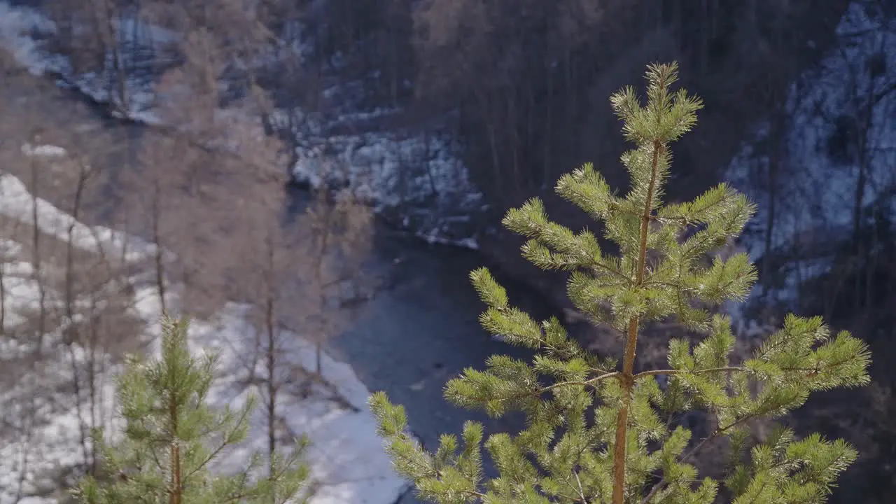 Pine Tree Growing on a Steep Slope with River Running in Background in Vilnius