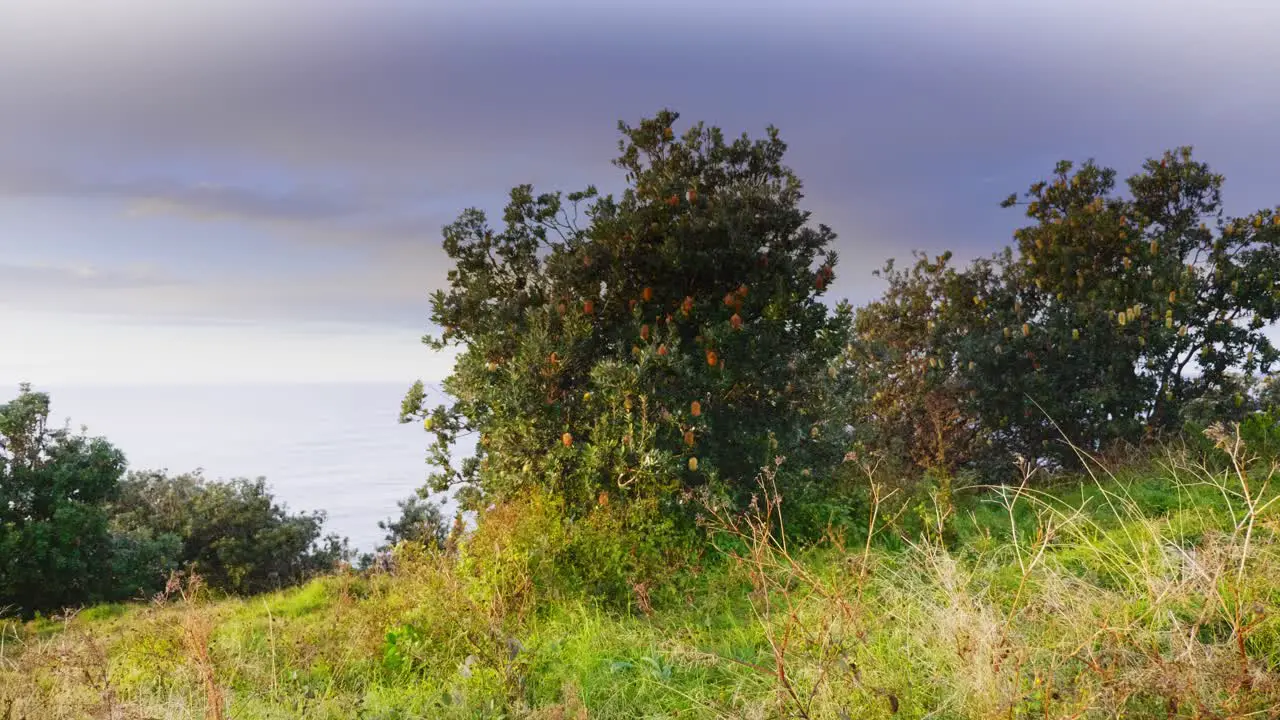 Lush Green Plants At The Coastal Mountain Calm Sea At Crescent Head During Sunrise Sydney NSW Australia