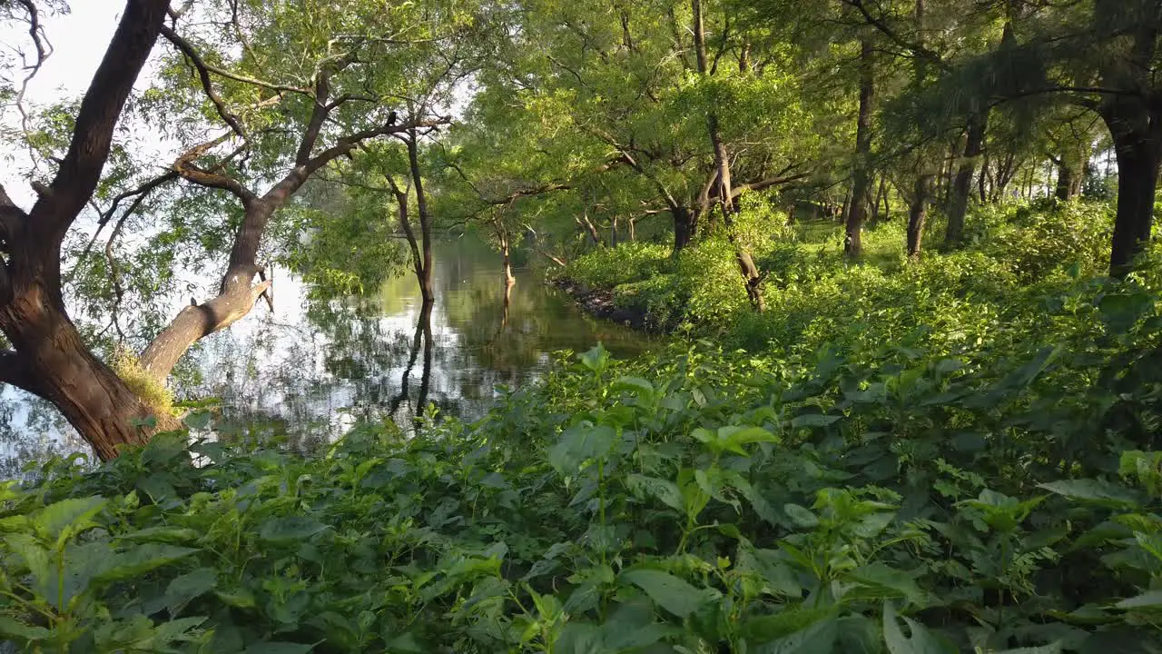 Lush Foliage Growing On The Shore Of Vaitarna Lake In Maharashtra India