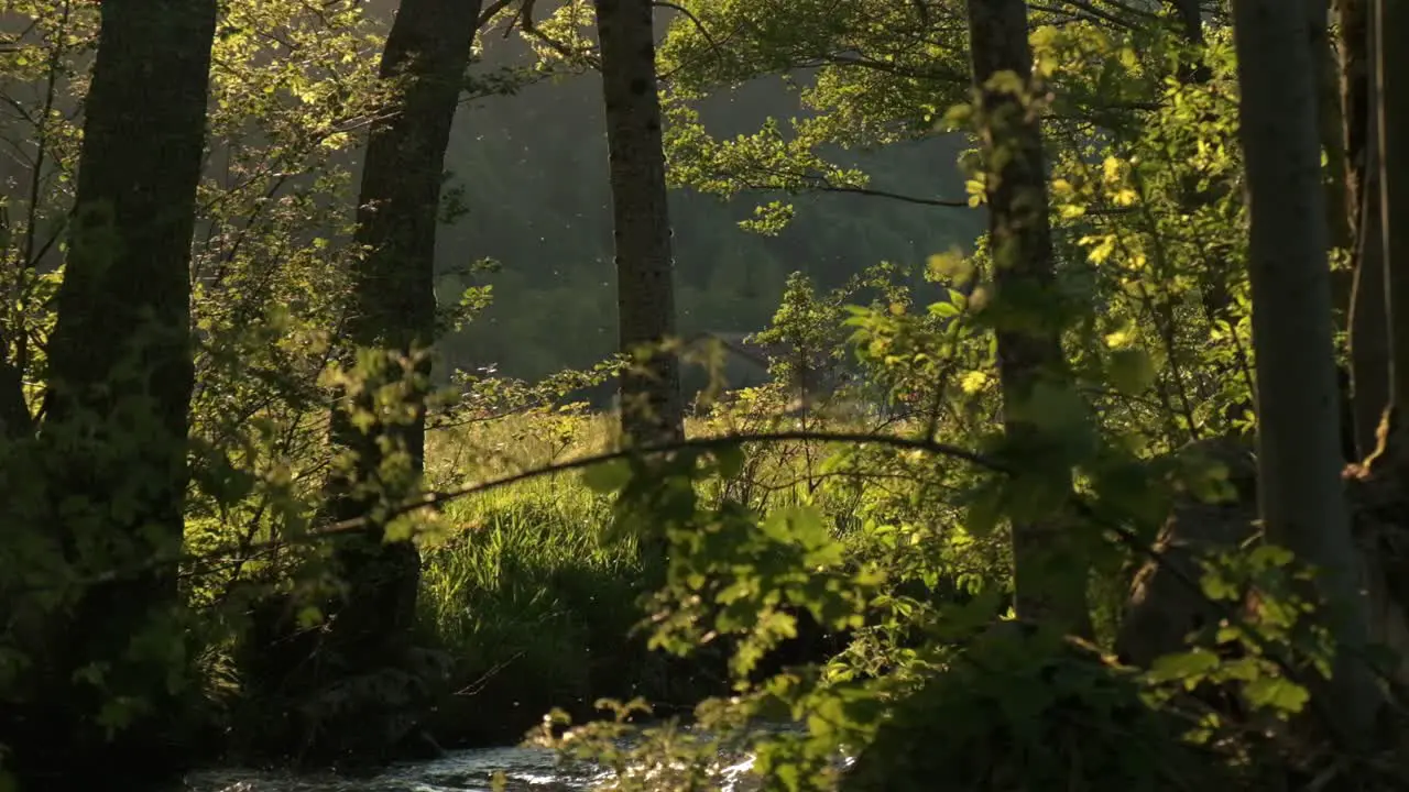 Dreamy countryside river with flying insects during evening sunset vibe 4K 120p slomo