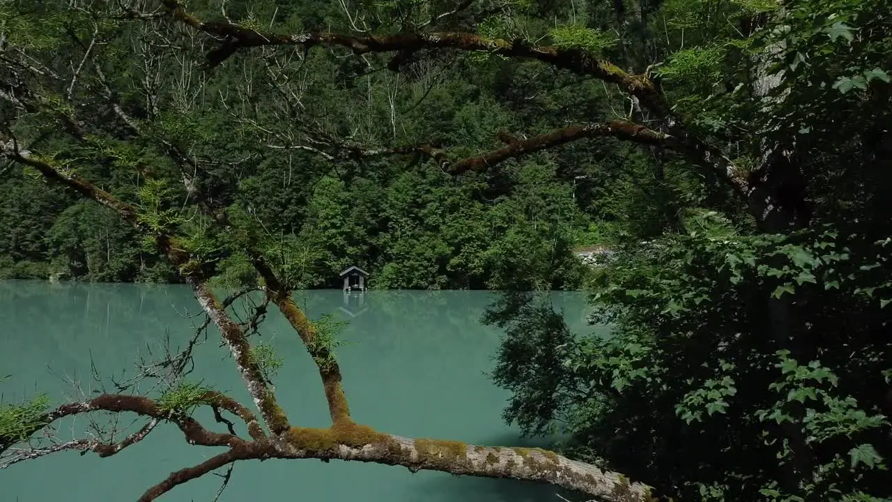 Drone flies through a tree that stands on a beautiful blue mountain lake