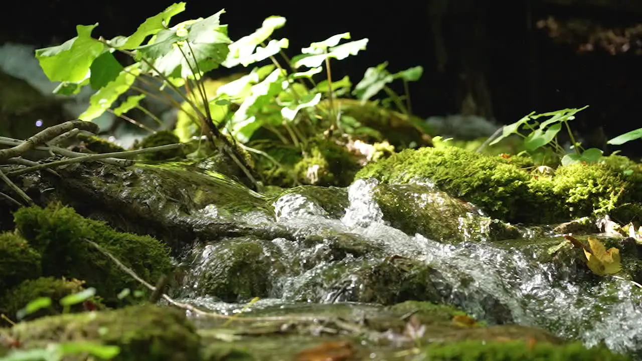 Small forest river forest stream flowing over rocks and branches