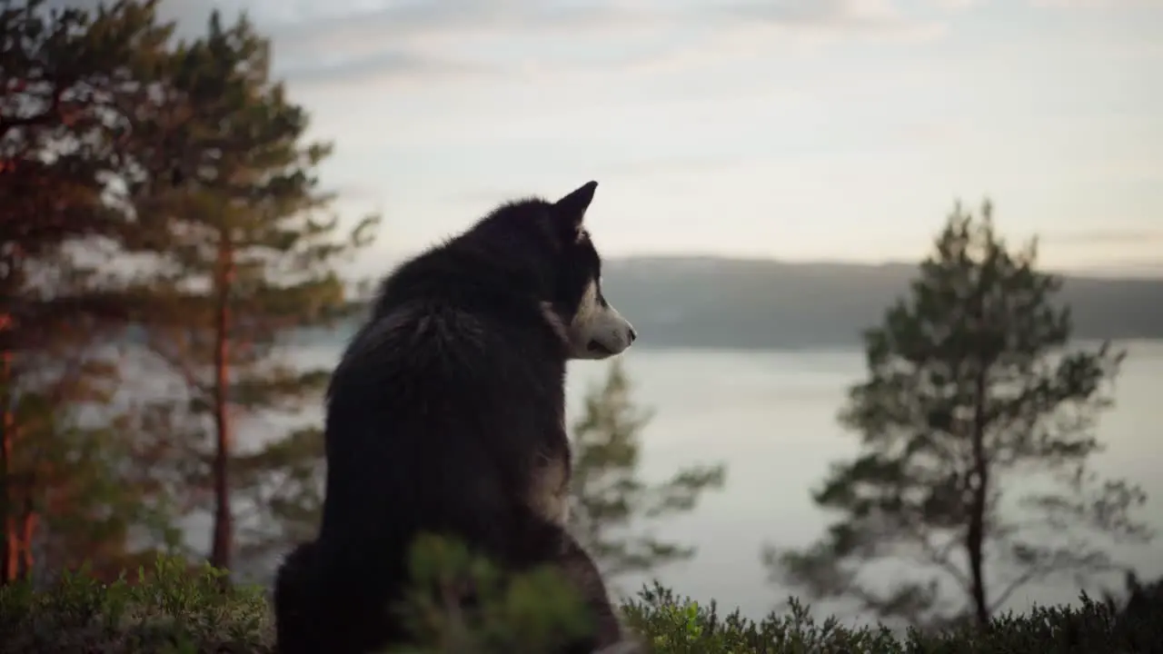 Alaskan Malamute Dog Sitting On The Hill Looking Away During Sunset In The Forest