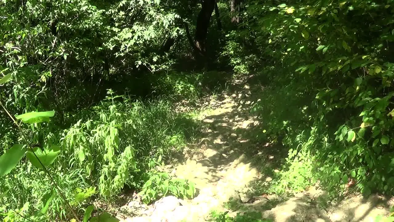 Trail in the middle of a forest in a mountain