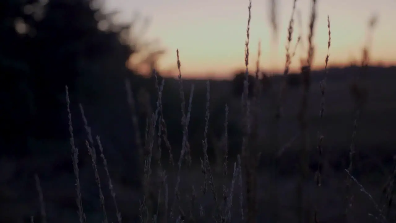 Beautiful panning shot from grass and a beautiful sunset at golden hour in the nature