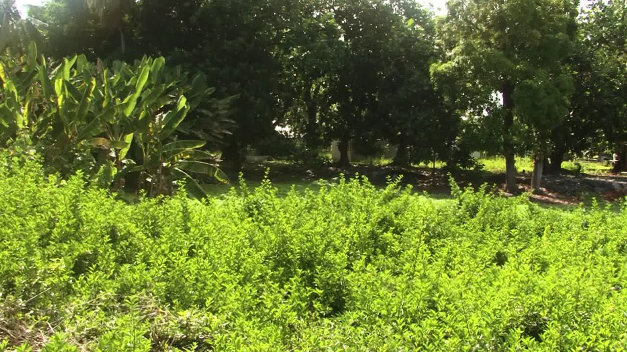 Trees and plants of Fanning Island Atoll Republic of Kiribati