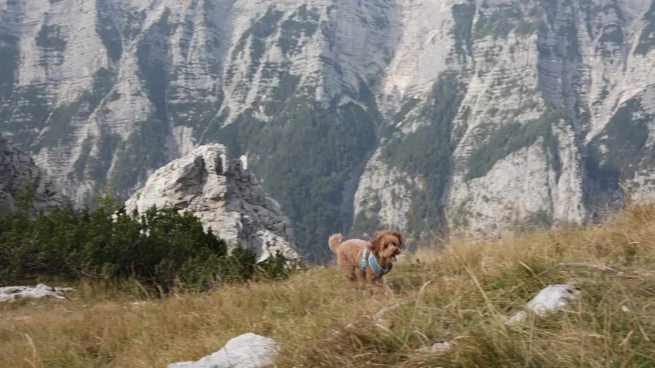 A little brown toy poodle dog is running