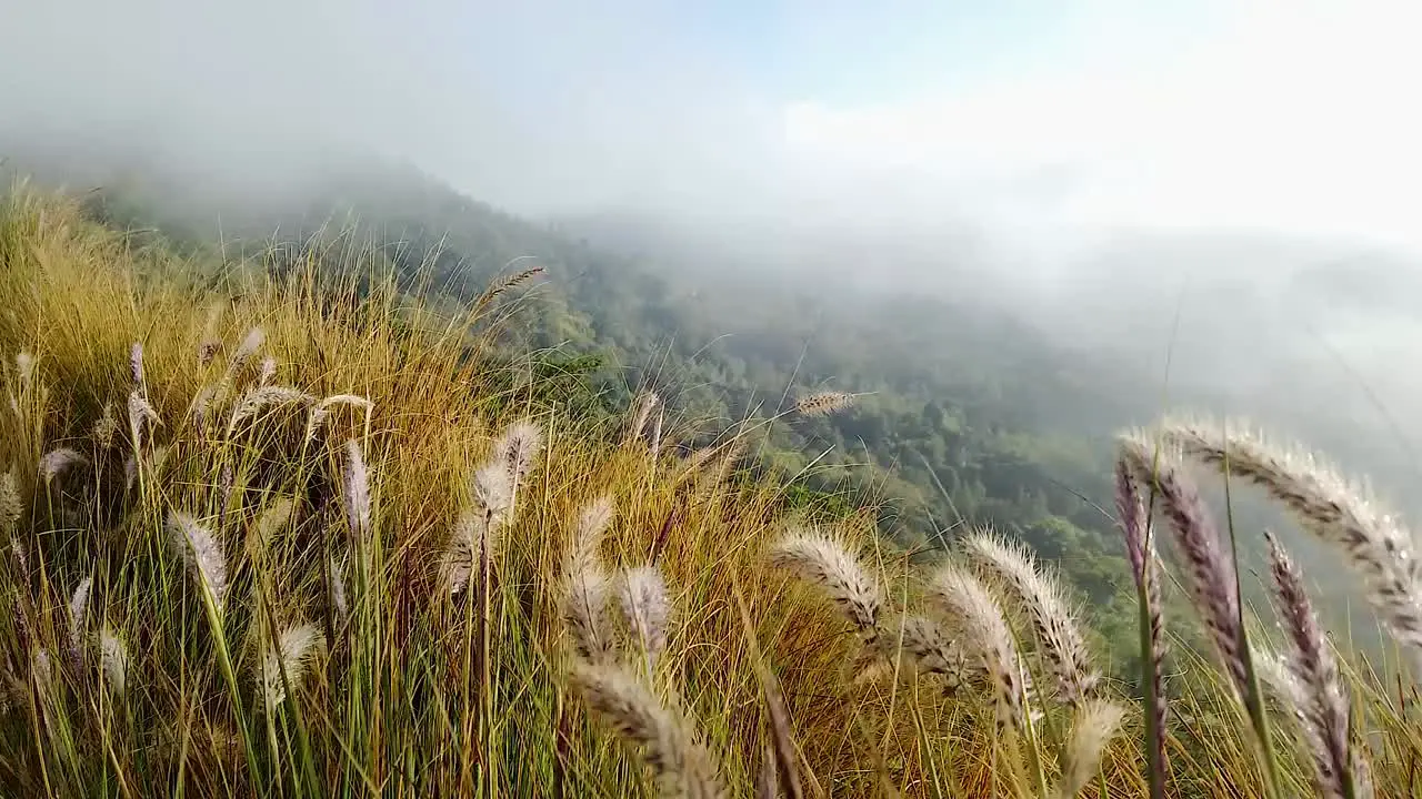 Orange Grass at Mountain Blow by the Wind during Misty Fog Day with Cloud at Mount Batur Kintamani Bali Southeast Asia