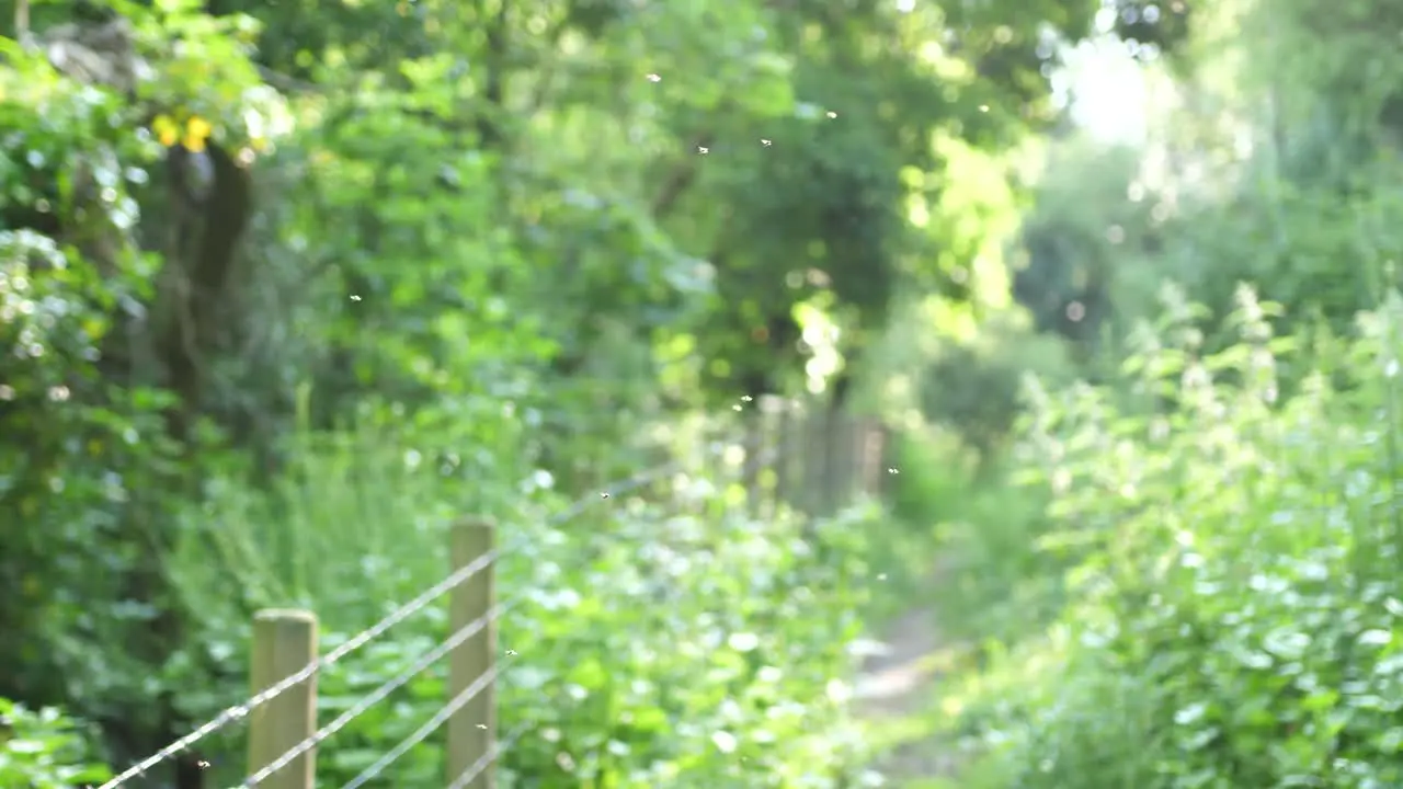 An overgrown path next to a fence in a kent woodland in summer and insects flying in the sun