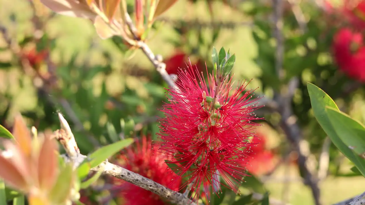 some ants working a lot in a beautiful flower in Alentejo Portugal