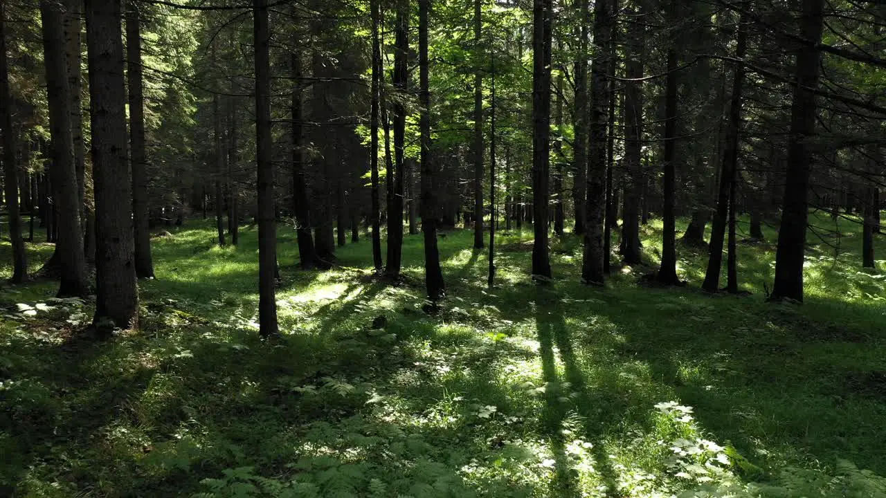 a beautiful forest scene in summer